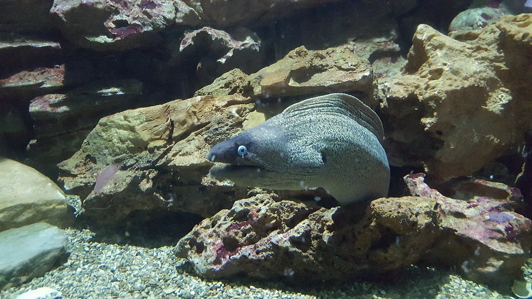 THE AQUARIUM IN KINI